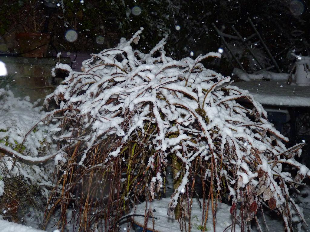 Snow 02 The Willow In Winter